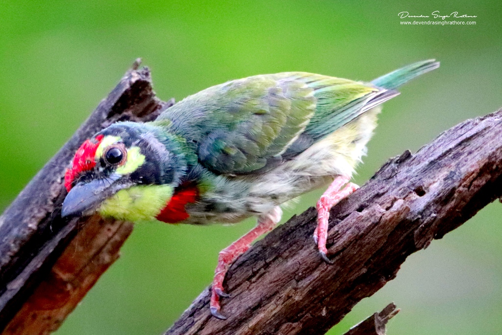 Coppersmith Barbet