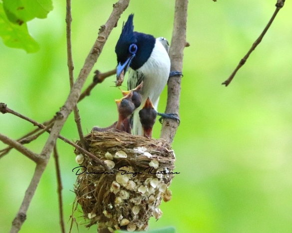 Indian Paradise Flycatcher