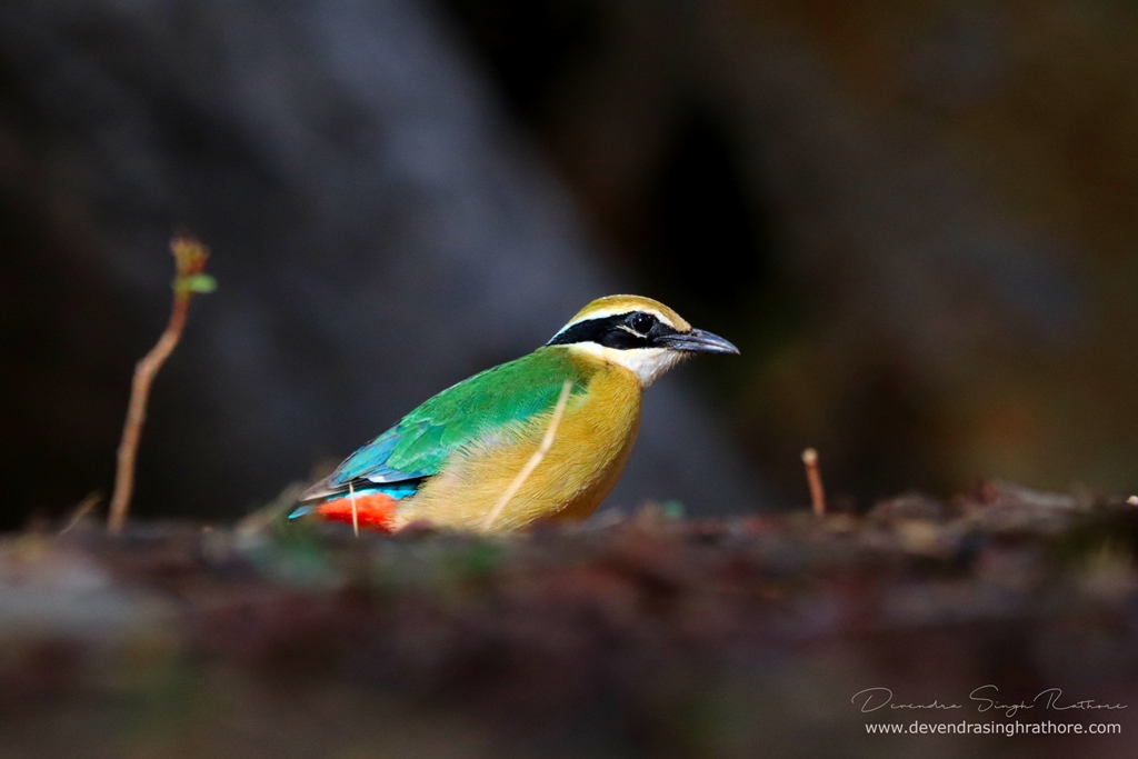 Indian Pitta