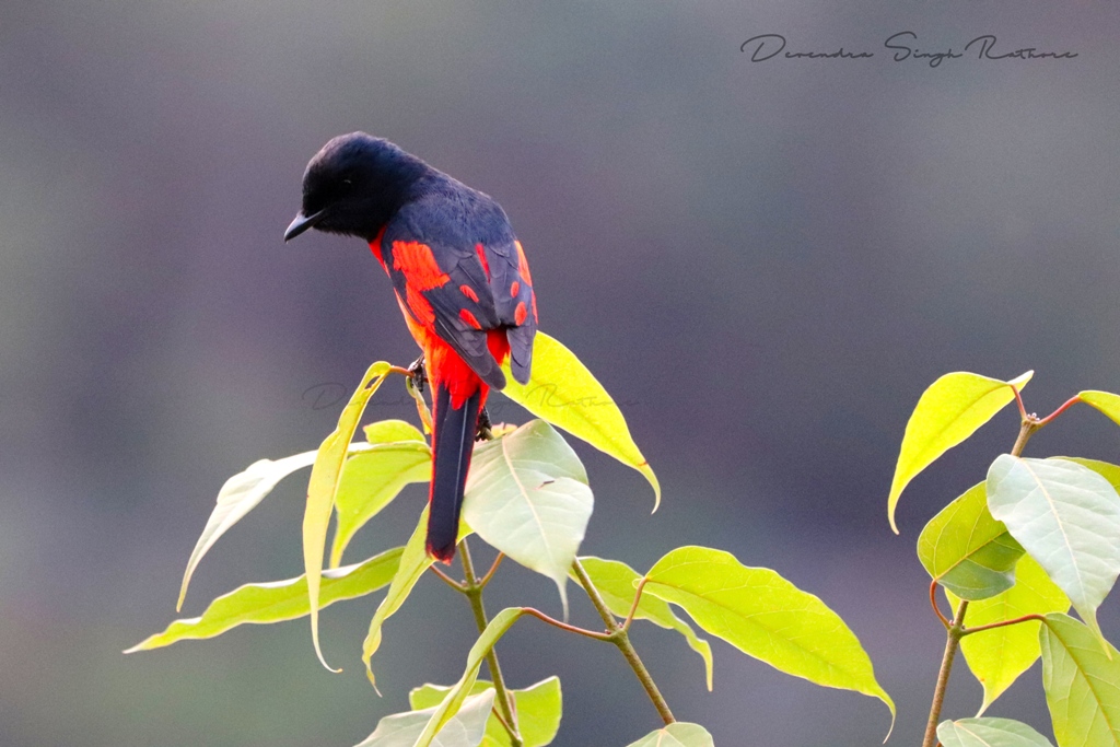 Scarlet Minivet