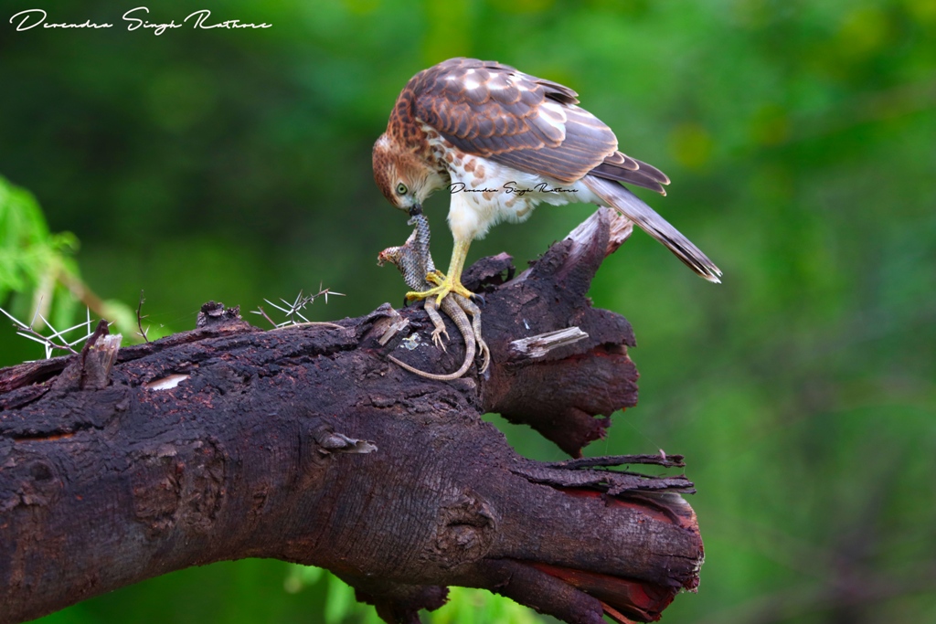 Shikra