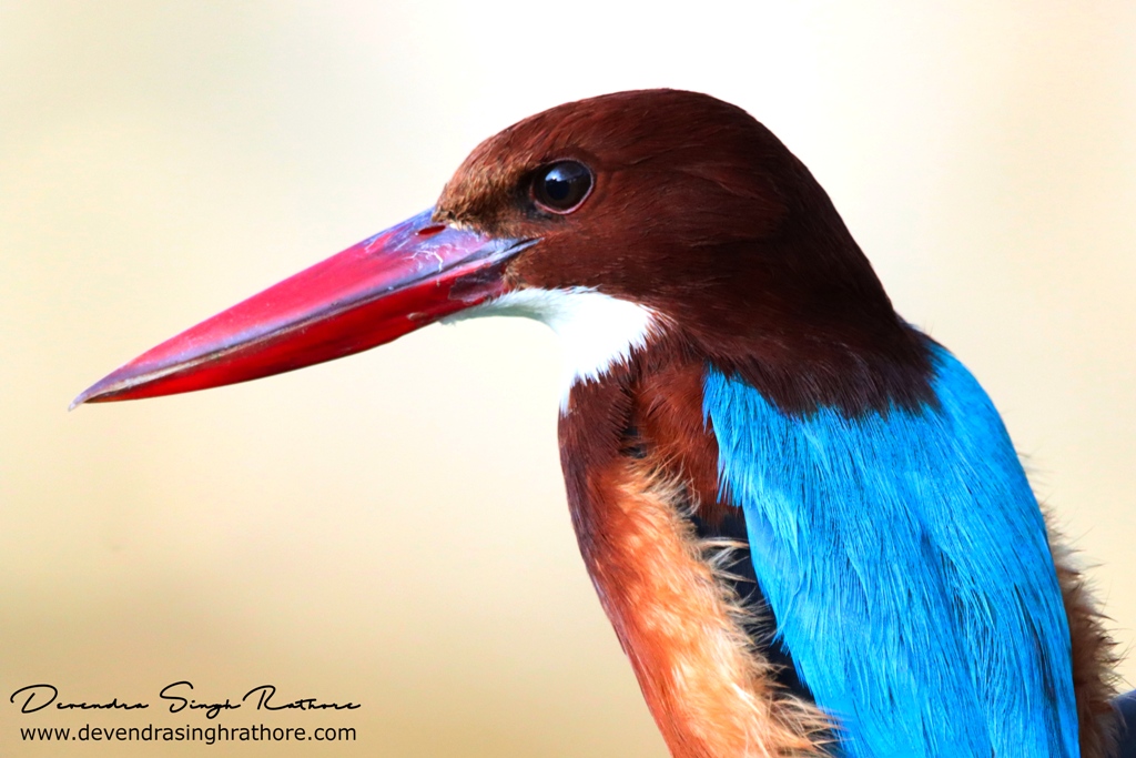White-throated Kingfisher