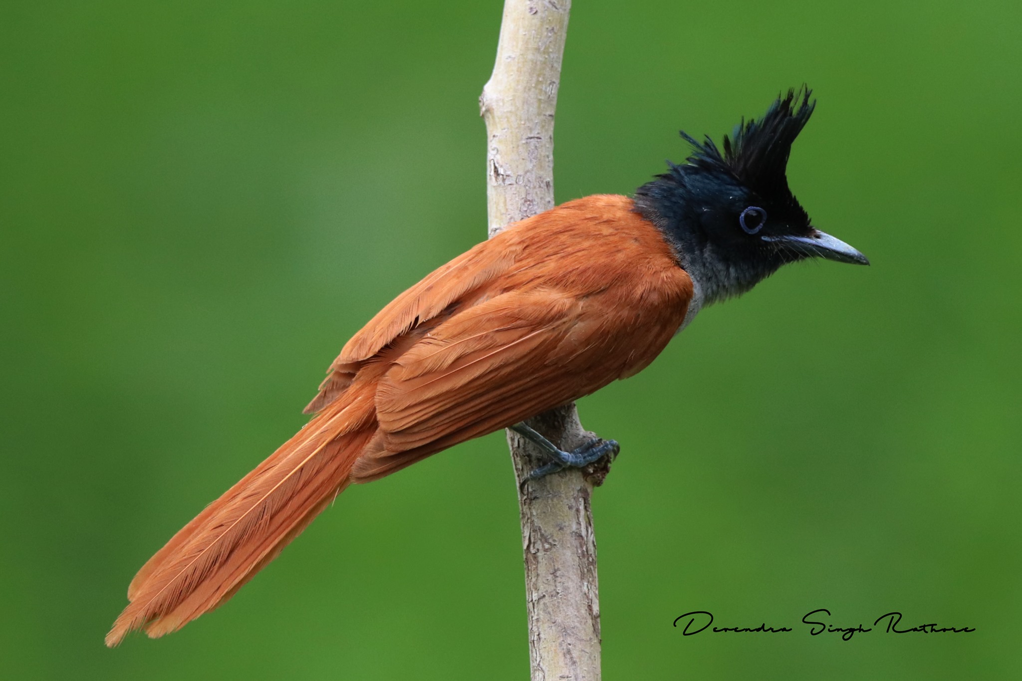 Indian Paradise Flycatcher